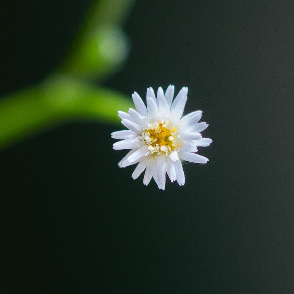 conyza flower