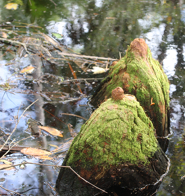 cypress knees