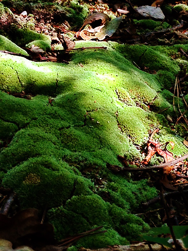moss carpet pat bowman