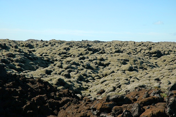 moss iceland pat bowman