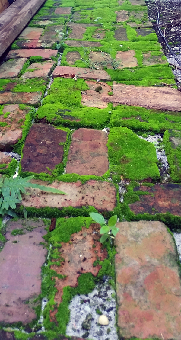 moss samantha humphreys