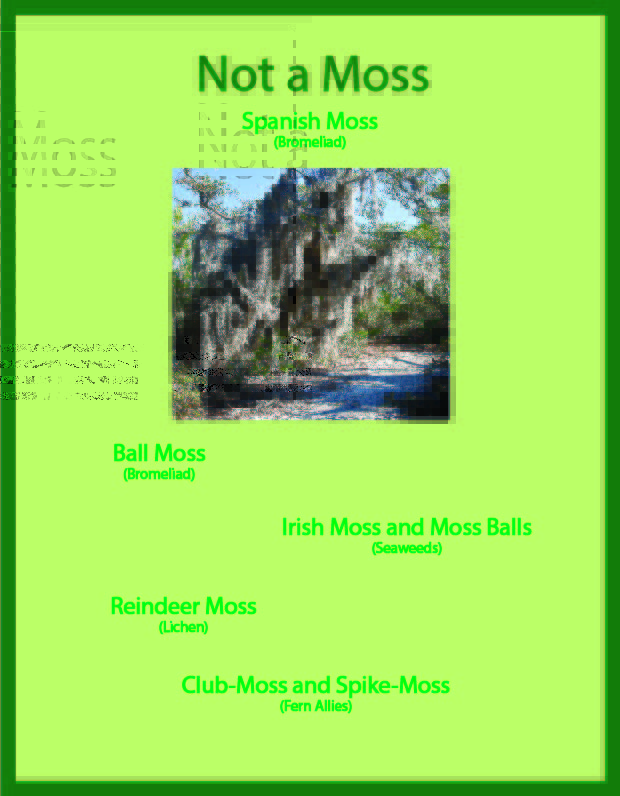 Not a moss