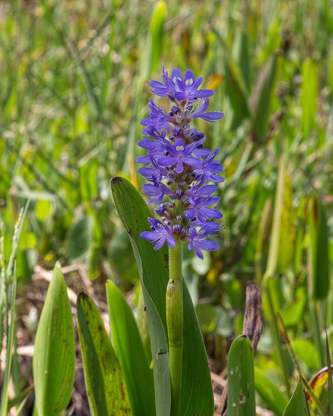 pontederia cordata close