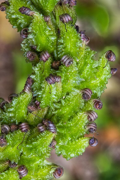 Pontederia cordata fruits