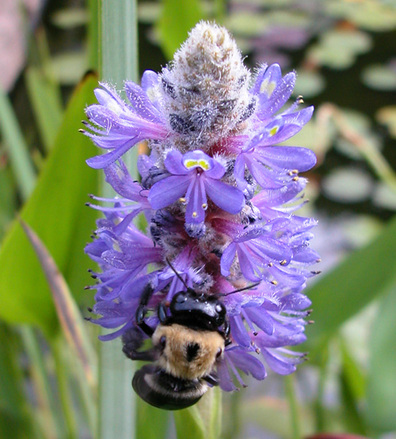 pontederia palmer cook