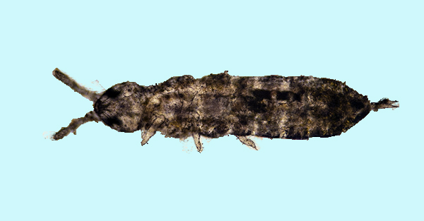 springtail cropped2