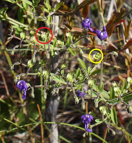 tricho late marked