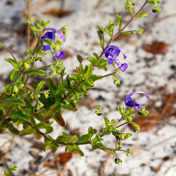 tricho protruding stigmas