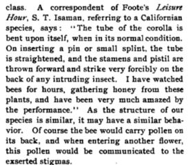 Trichostema Meehan