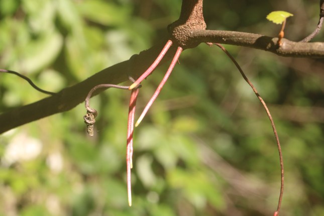 Vitis roots