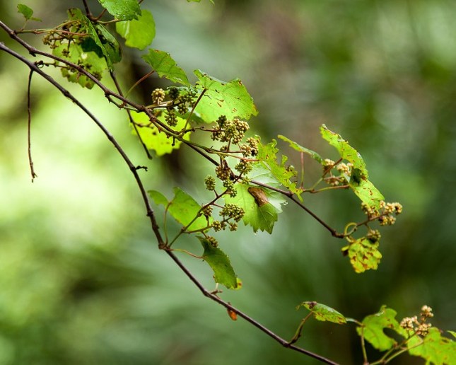 Vitis rotundifolia flower