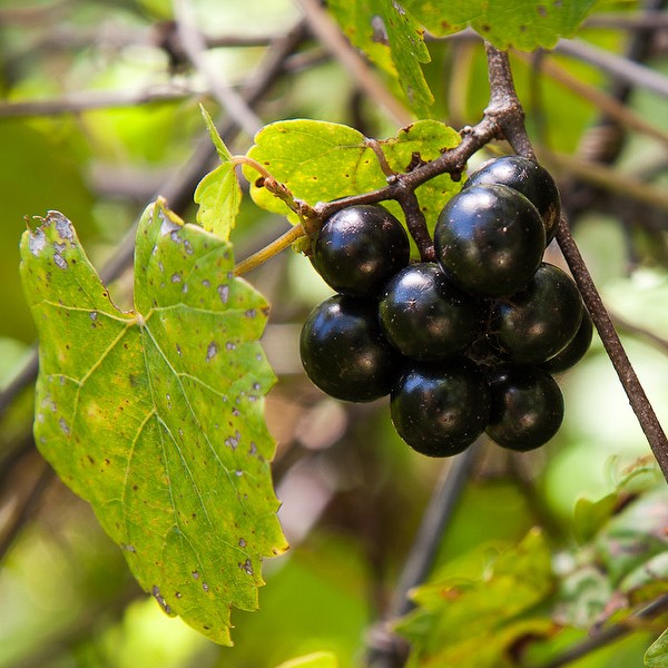 vitis rotundifolia fruits