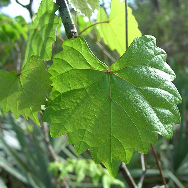 Vitis rotundifolia