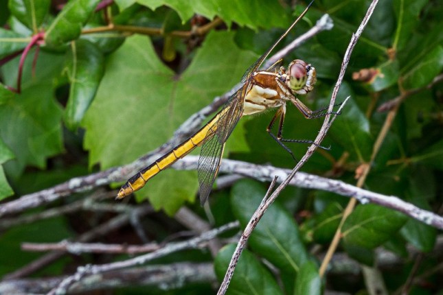 vitis with dragonfly