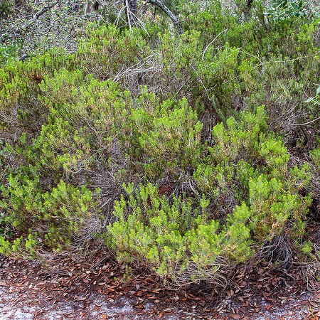 Ceratiola ericoides 5 far