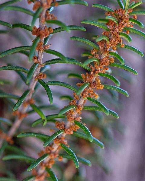 ceratiola male