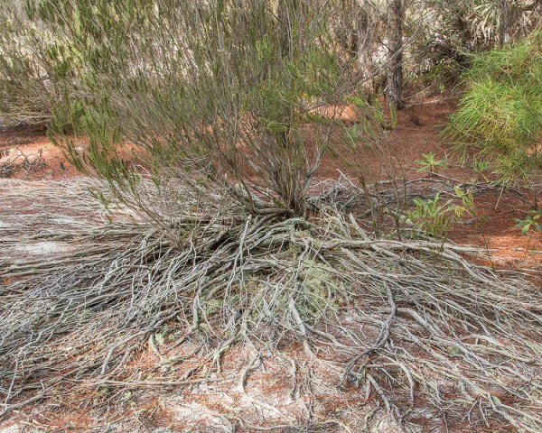 ceratiola roots