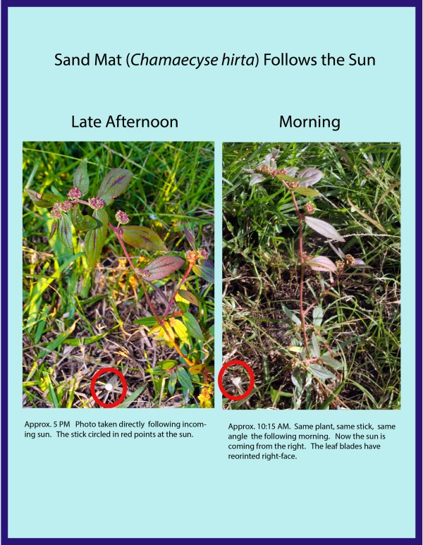 Chamaecyse late and early