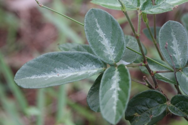 DEsmodium cupping