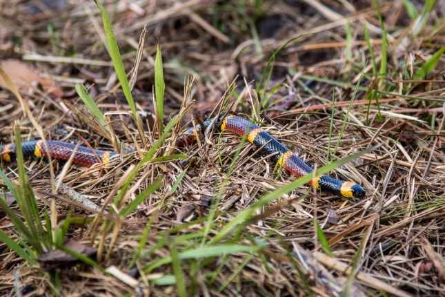 Eastern Coral Snake 1