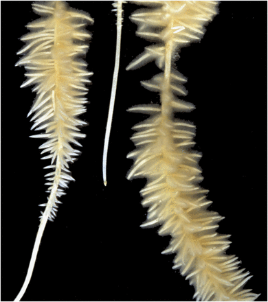 lupinus cluser roots ajb 10 263 2013 Michael Shane