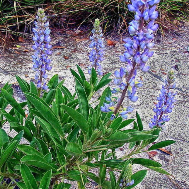 Lupinus diffusus 6