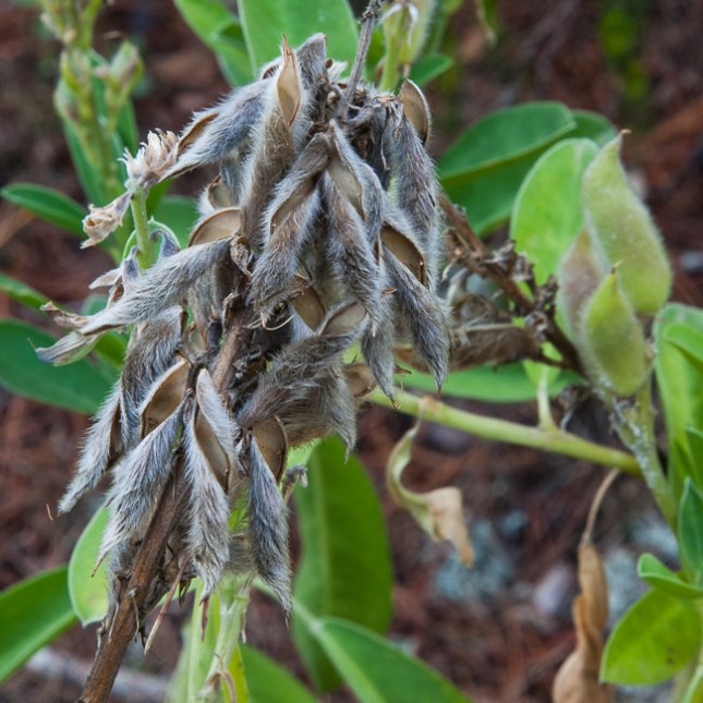 Lupinus diffusus 7
