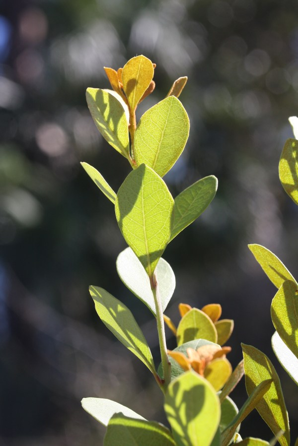 Lyonia vertical
