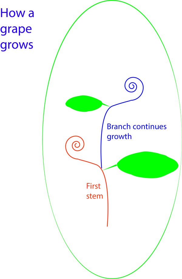 tendril grape model