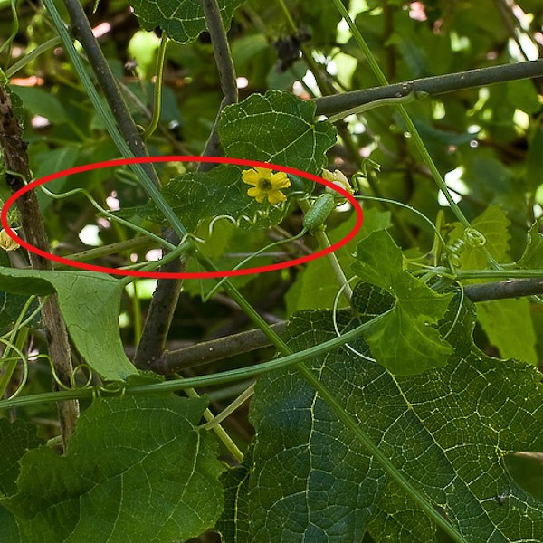 tendril melothria pendula ai