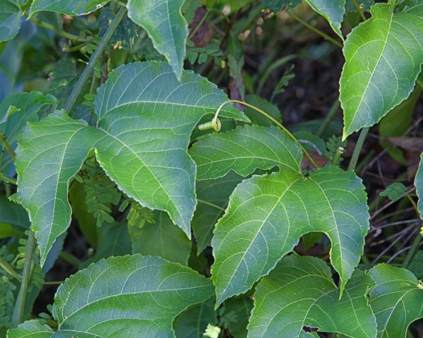 tendril passiflora edulis