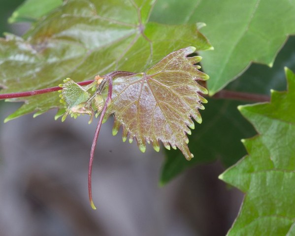 tendril vitis