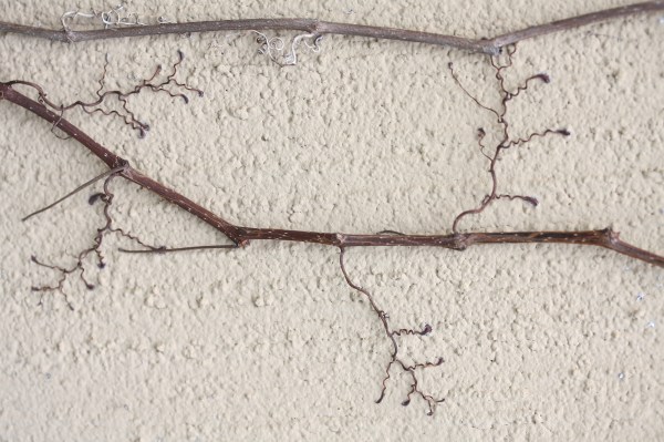 Tendrils medium Parthenocissus