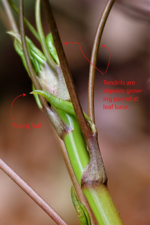 tendrils smilax1 ai