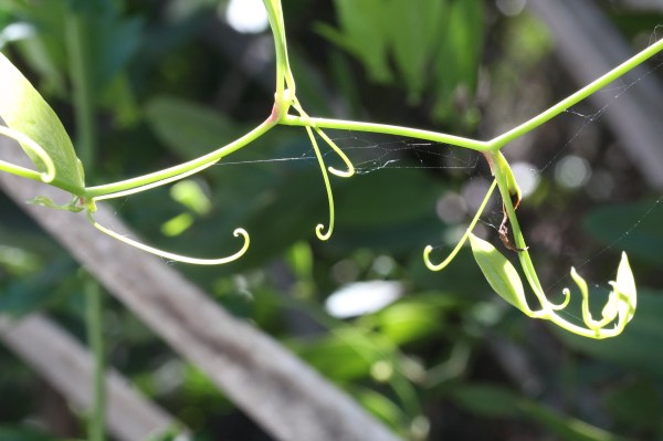 Tendrils