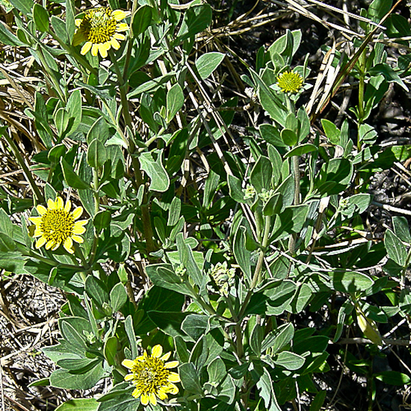 Borrichia frutescens 1