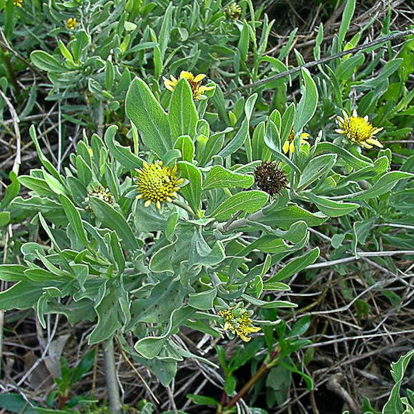 Borrichia frutescens 2