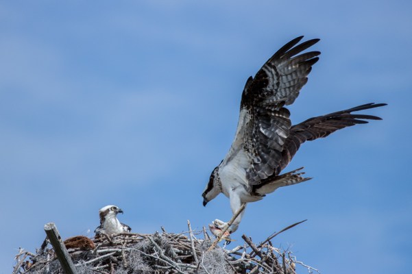 borrichia osprey jb