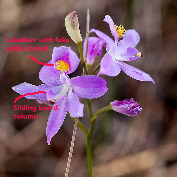 calopogon pallidus labels