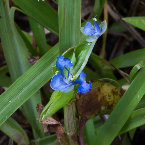 Commelina diffusa 3