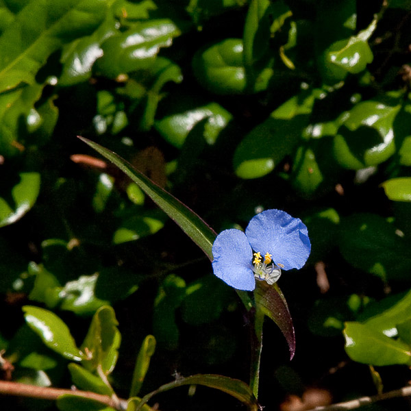 Commelina erecta 2