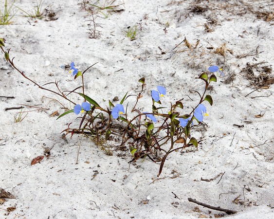 Commelina erecta 3