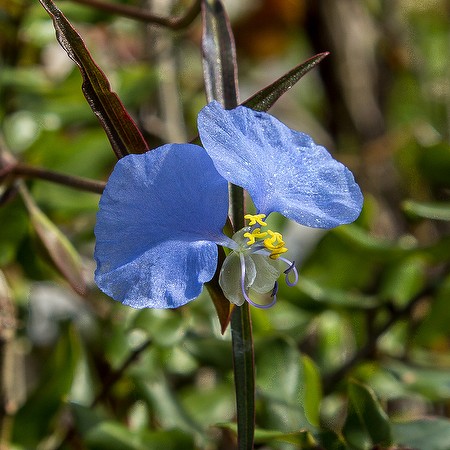Commelina erecta 8