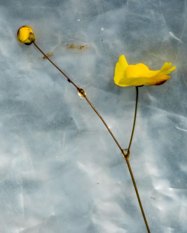utricularia droplets