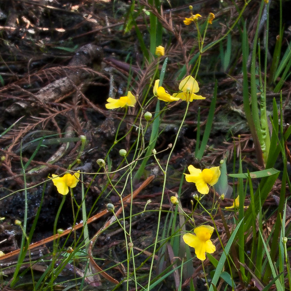 Utricularia subulata 1