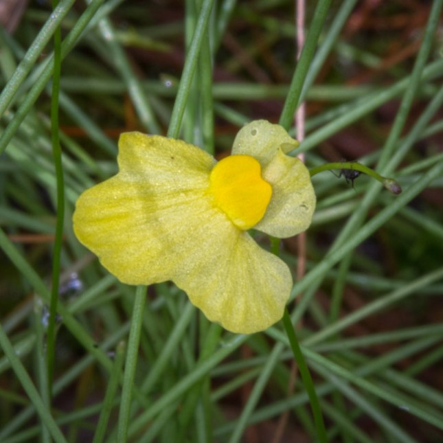 Utricularia subulata 3