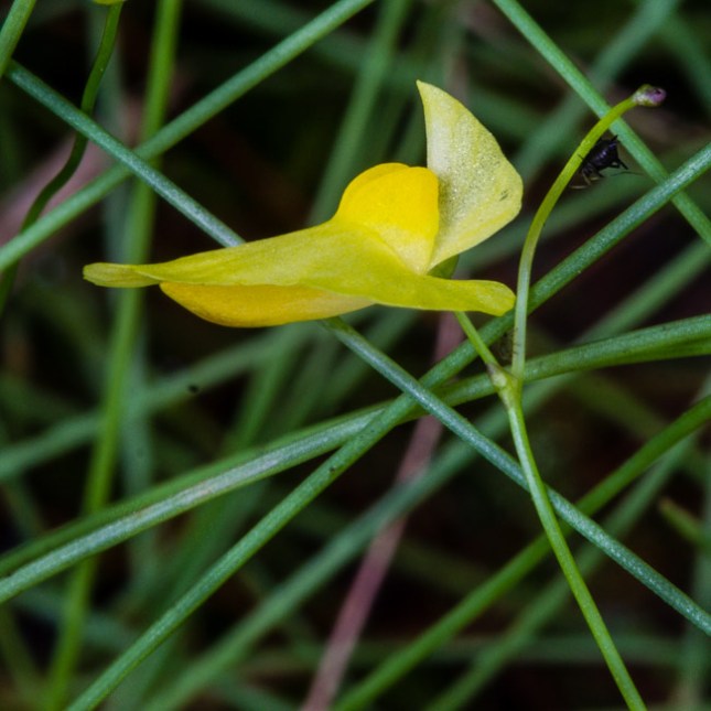 Utricularia subulata 4