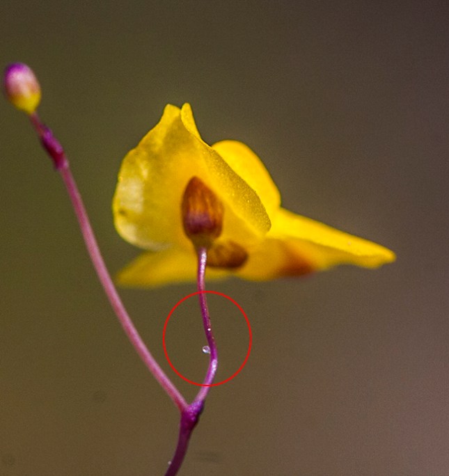 utricularia subulata stem gland