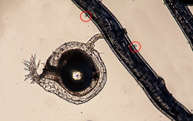 utricularia subulata trap arrows
