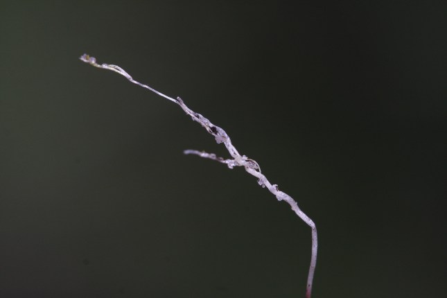 Utricularia underground